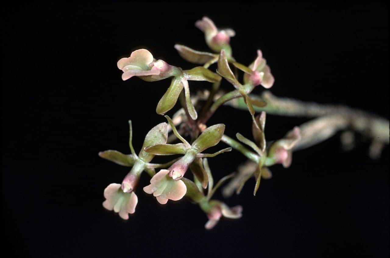 Epidendrum