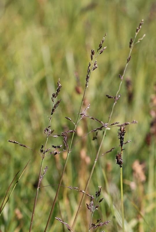Fahl-Mannagras