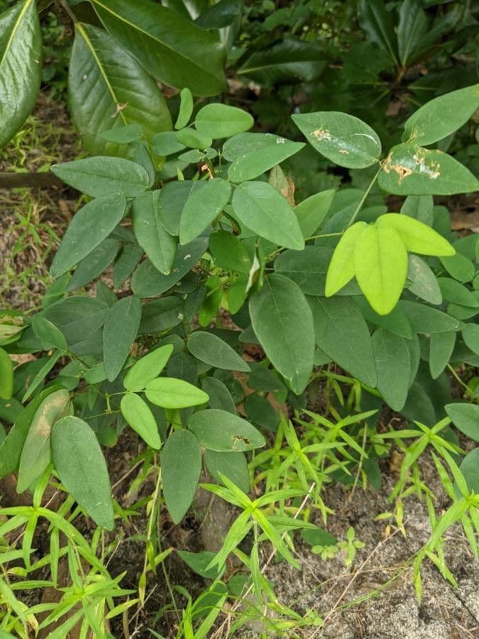 Clitoria 13