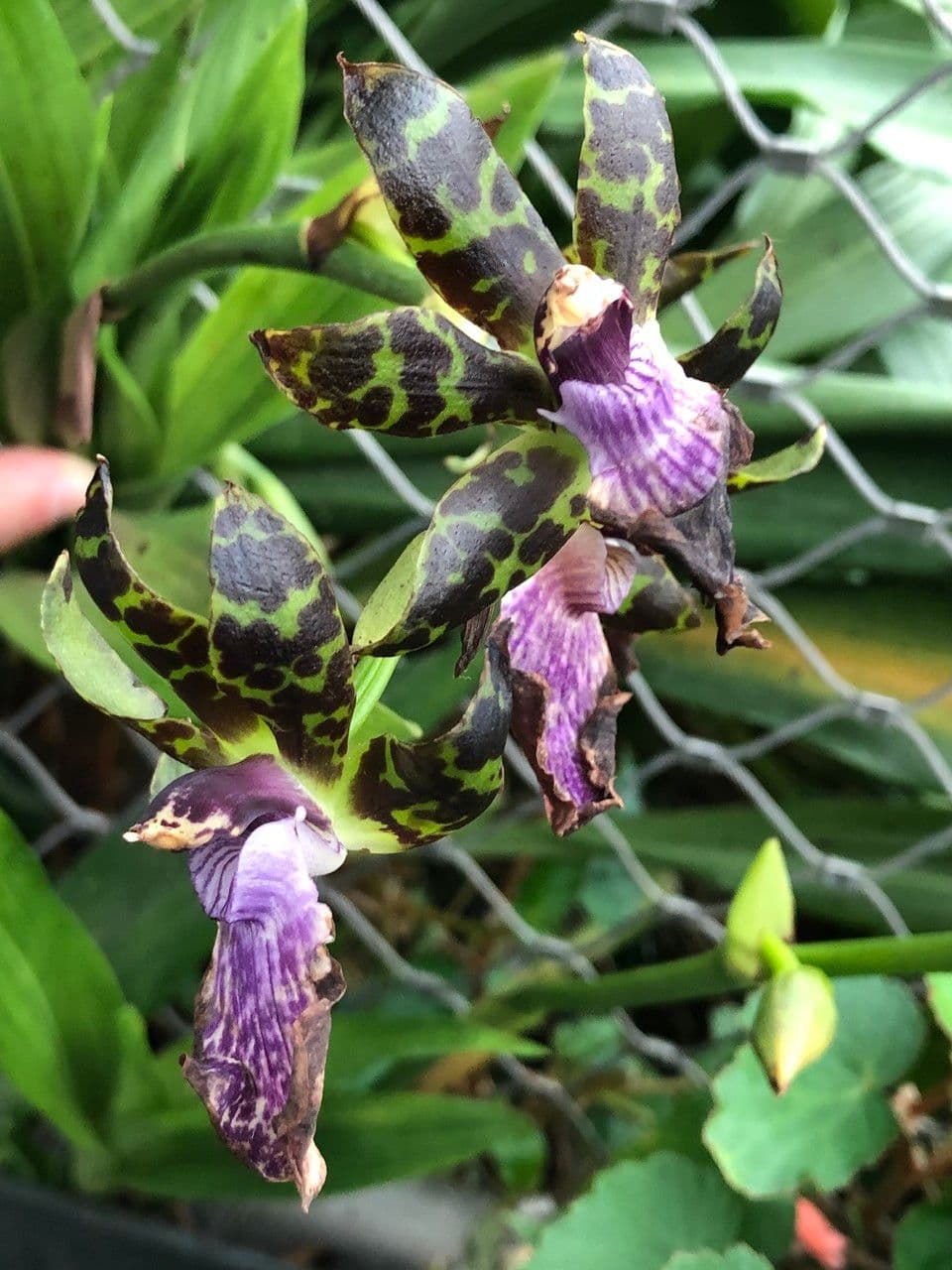 Zygopetalum 2
