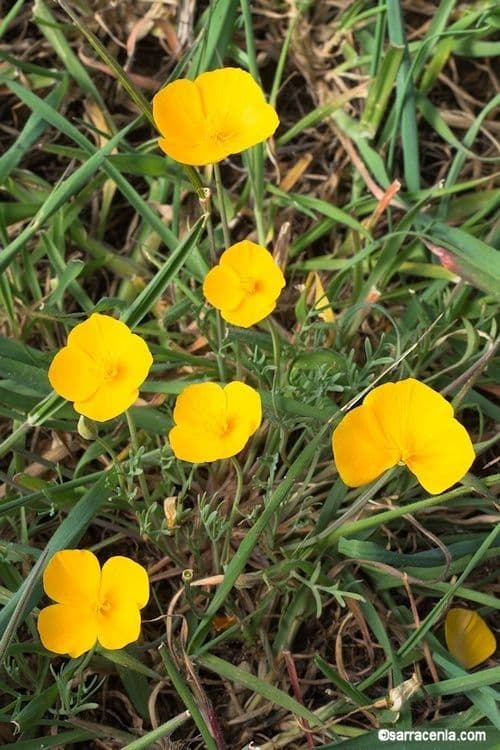 Eschscholzia 9