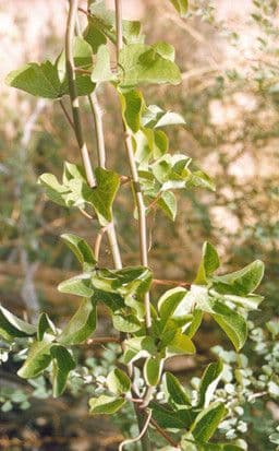 Adenia 2