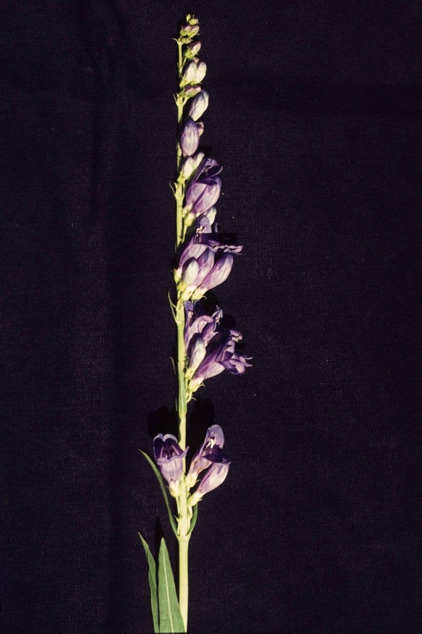 Penstemon 8
