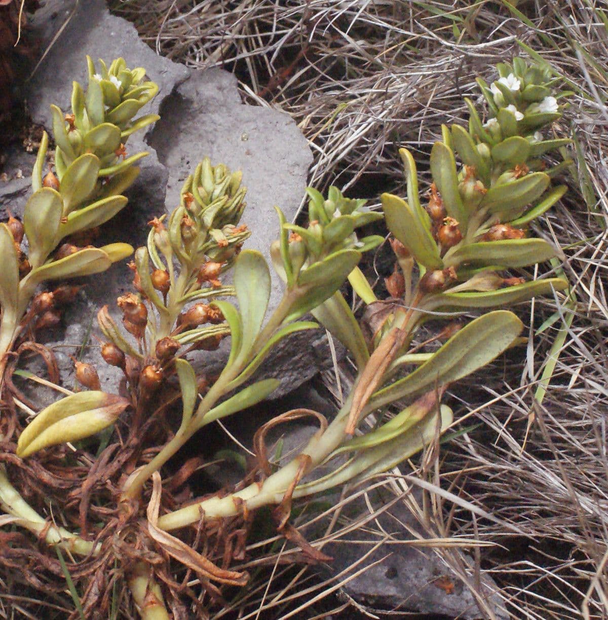 Lysimachia mauritiana 15