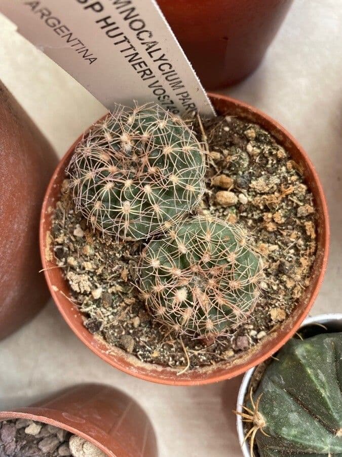 Zwergkaktus