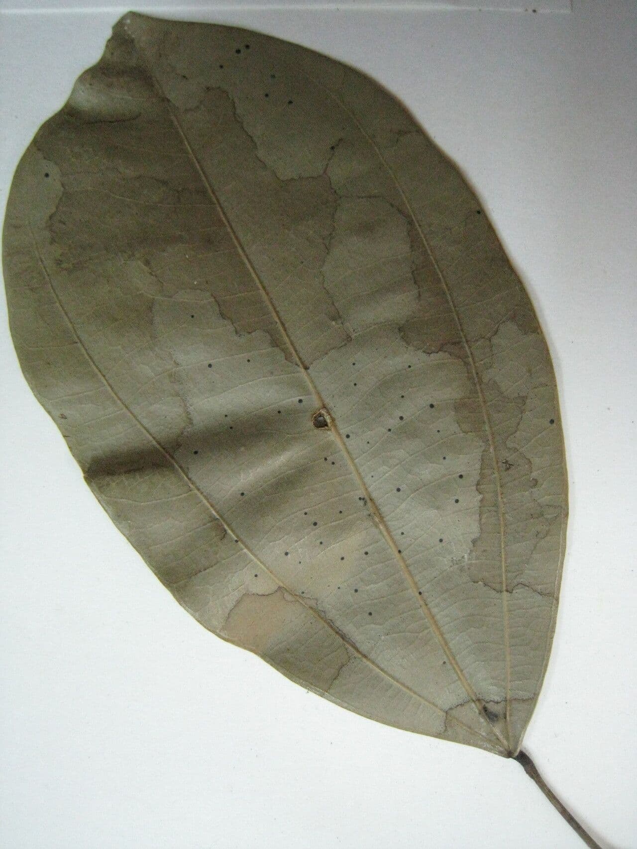 Abuta 9