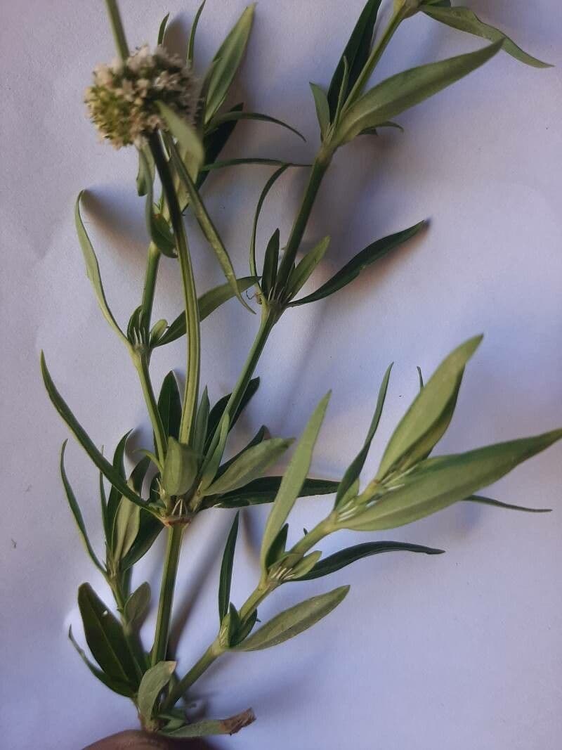 Spermacoce verticillata 13
