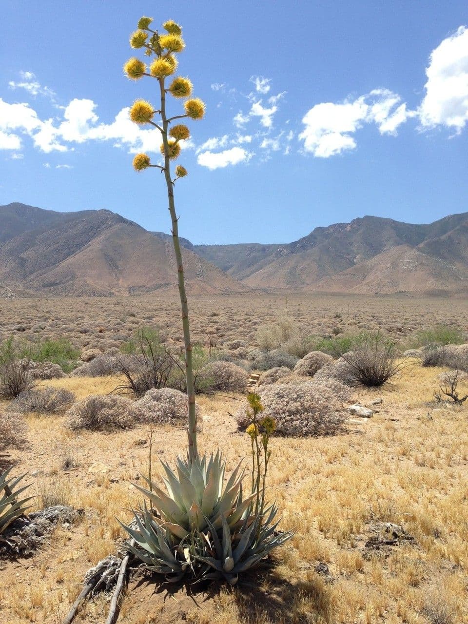 Wüsten-Agave 15