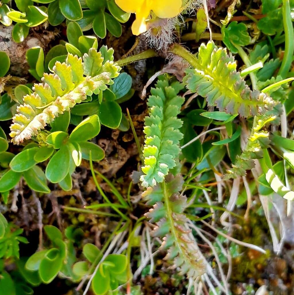Pedicularis di Oeder 11