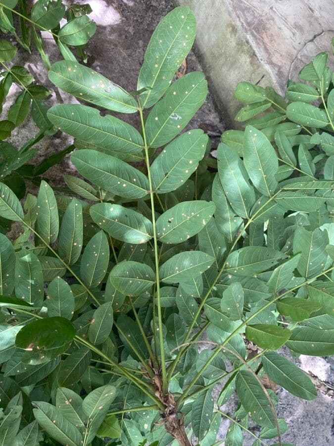 Andira