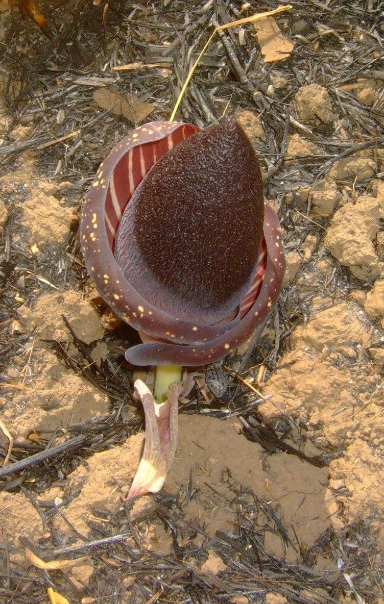 Amorphophallus aphyllo 5