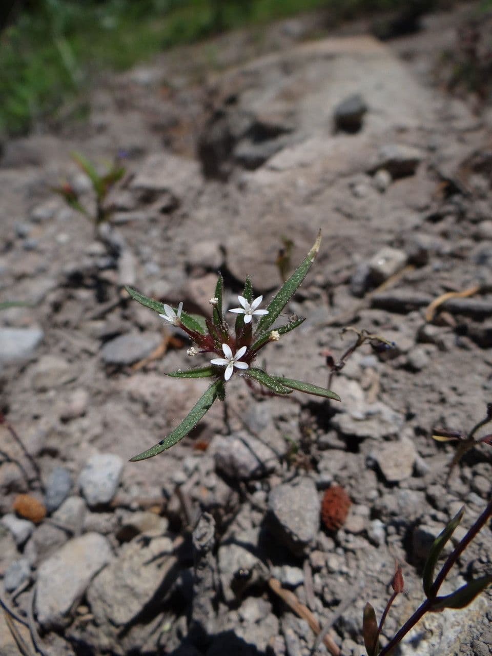 Collomia tintoria