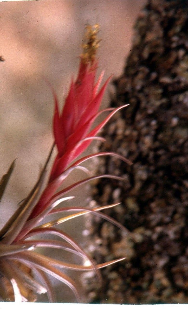 Tillandsia 2