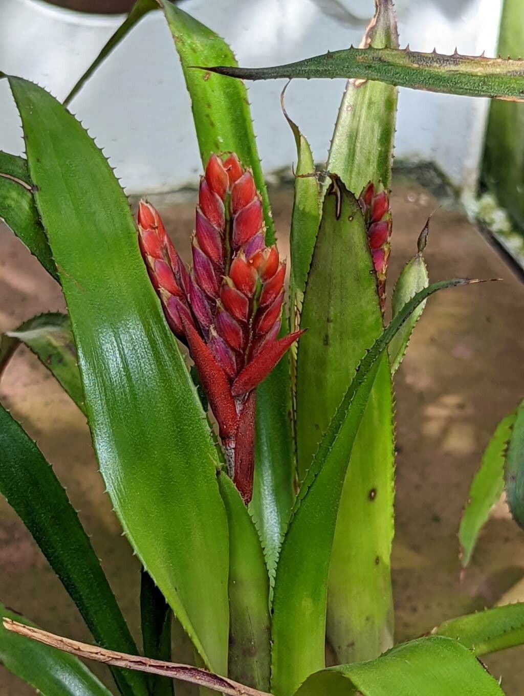 Aechmea