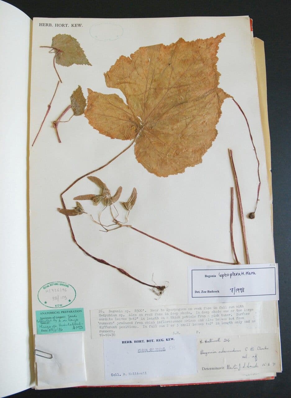 Begonia