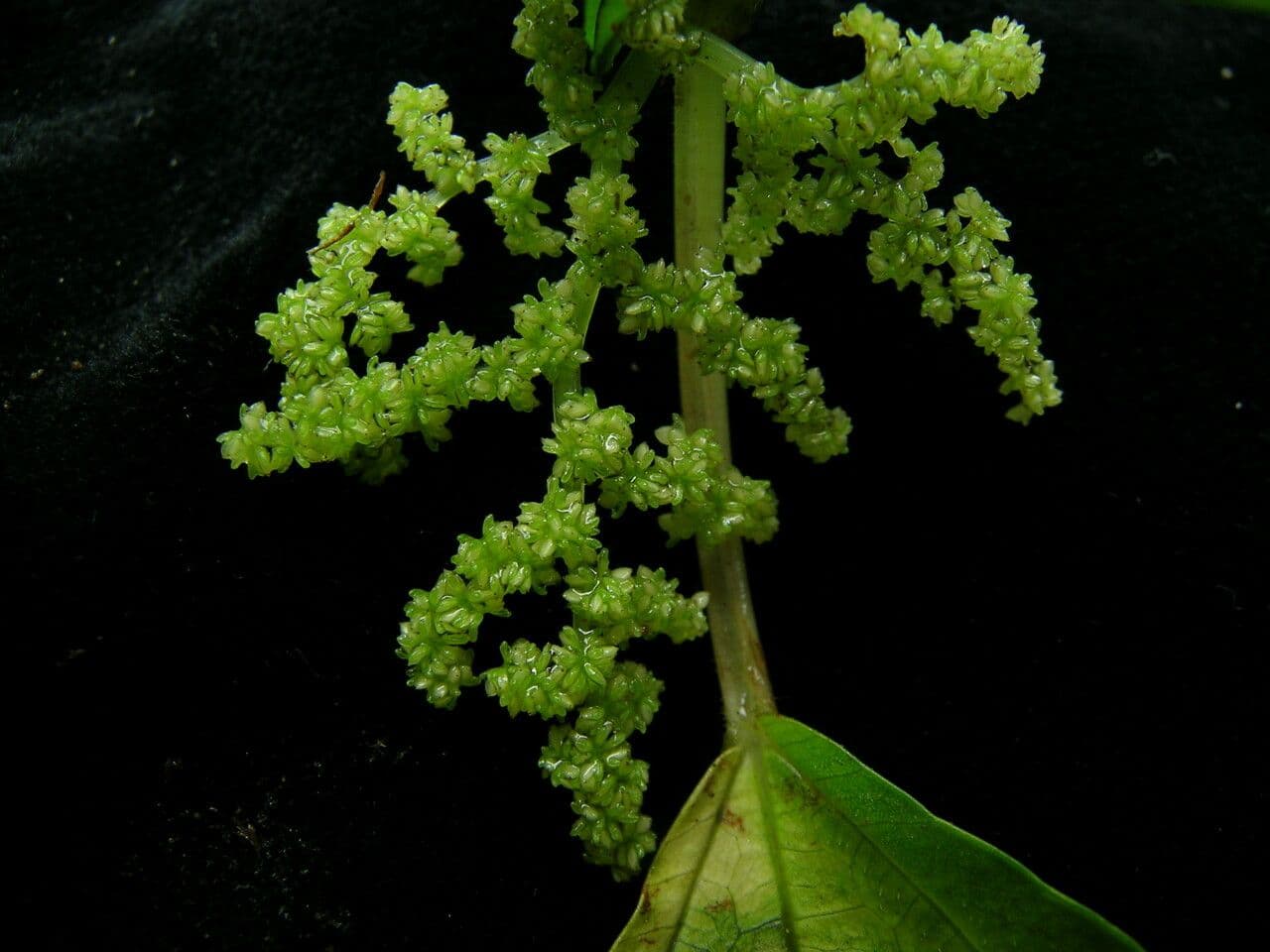 Pilea 3