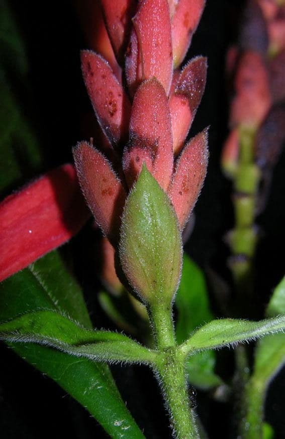 Aphelandra