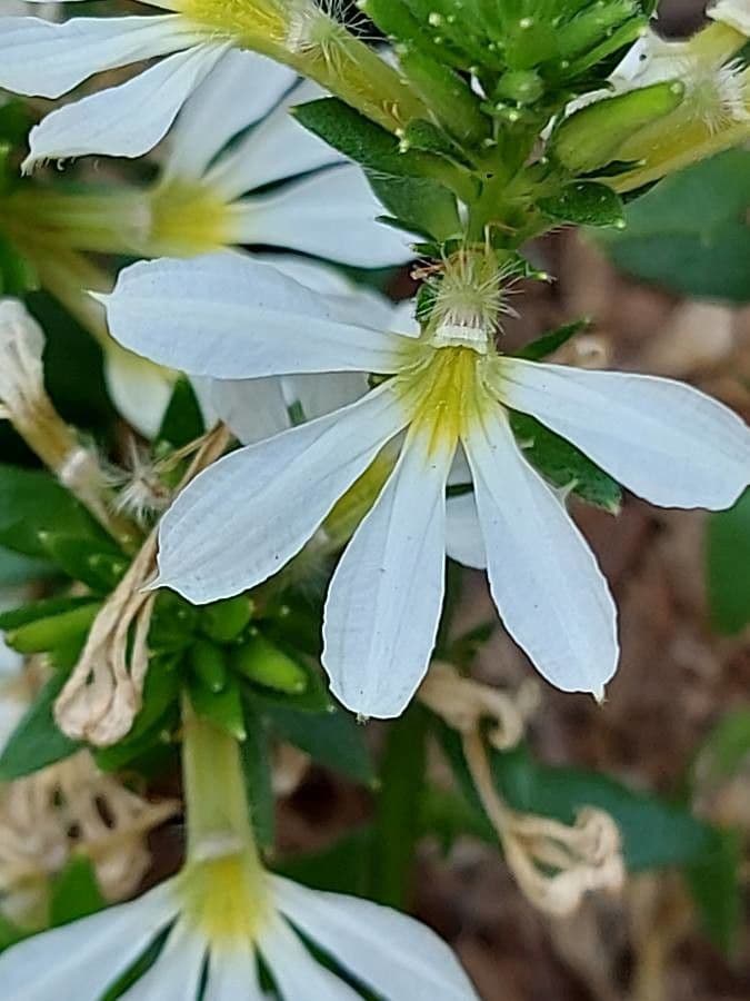 Scaevola 8