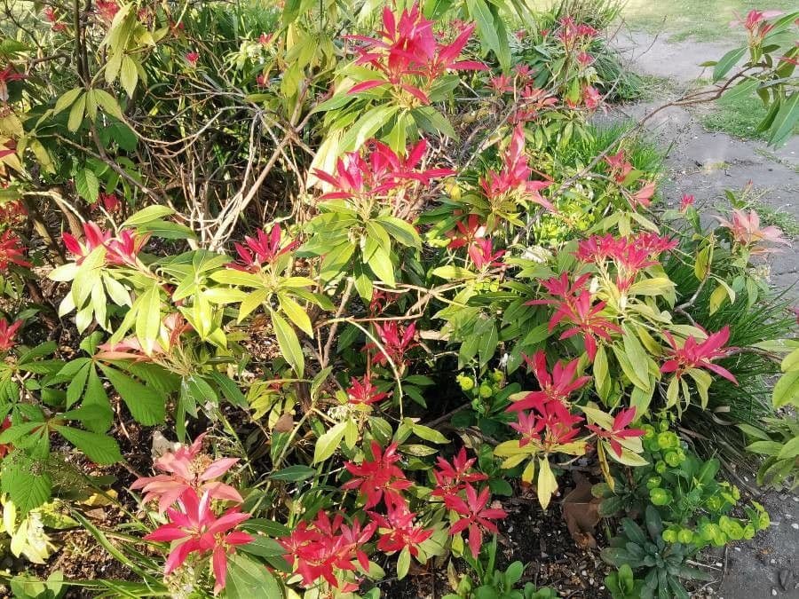 Pieris giapponese 28