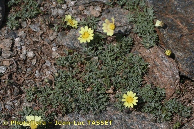 Leucanthemopsis 5