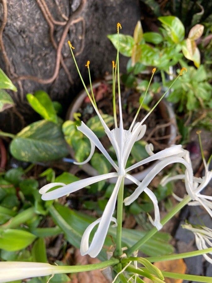 Hymenocallis