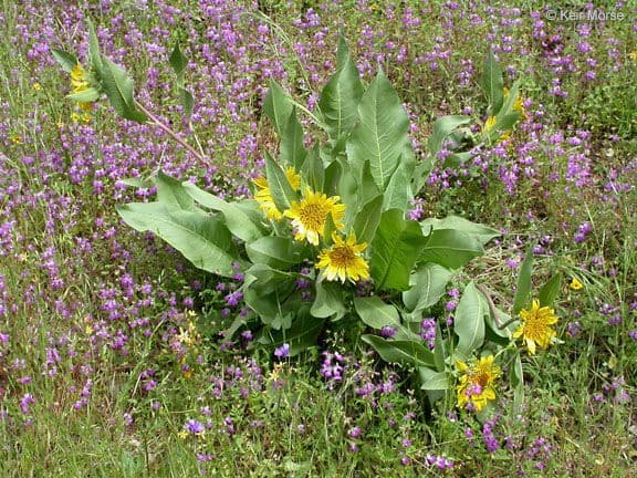 Wyethia helenioides 9