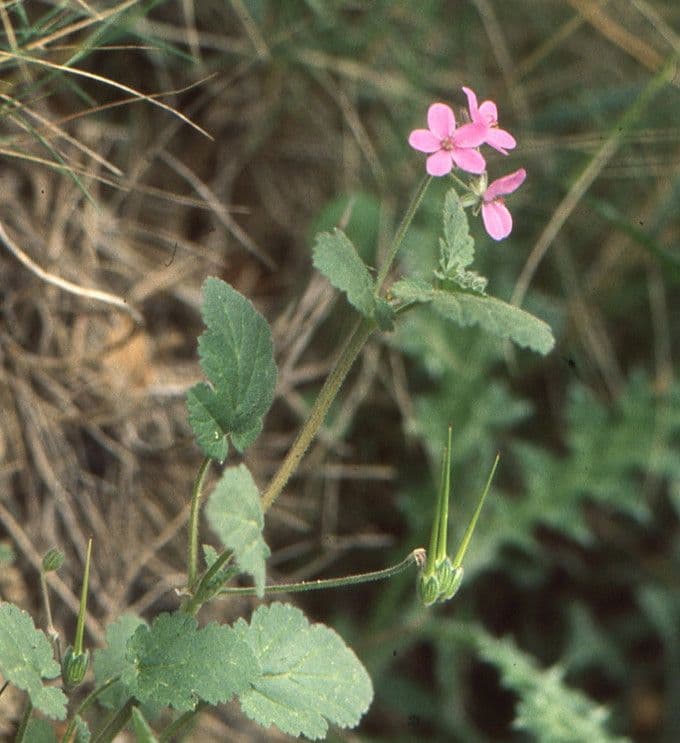 Kranichschnabel 19