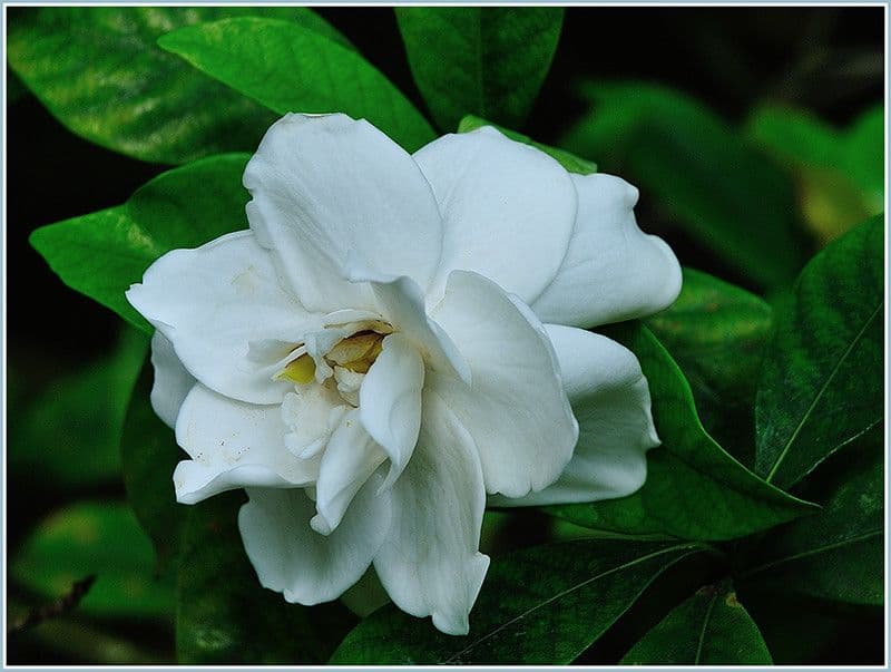 Gardenia 4