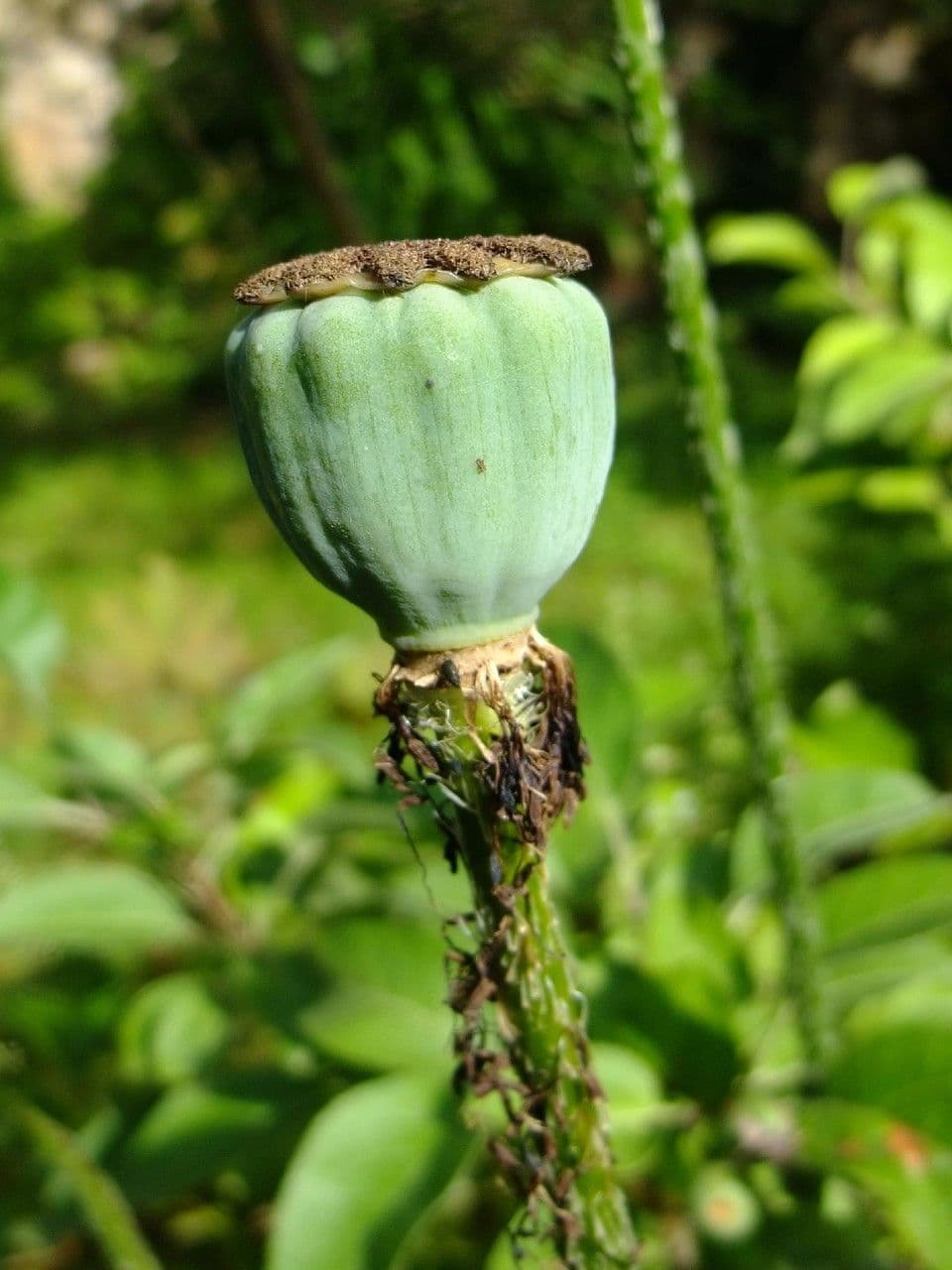Orientalischer Schlafmohn