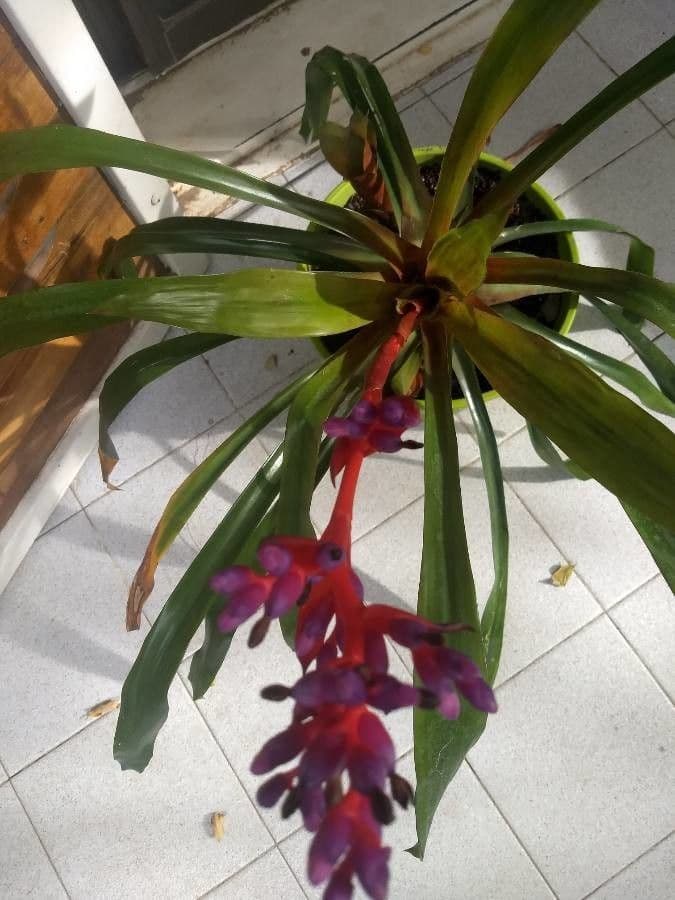 Aechmea 9