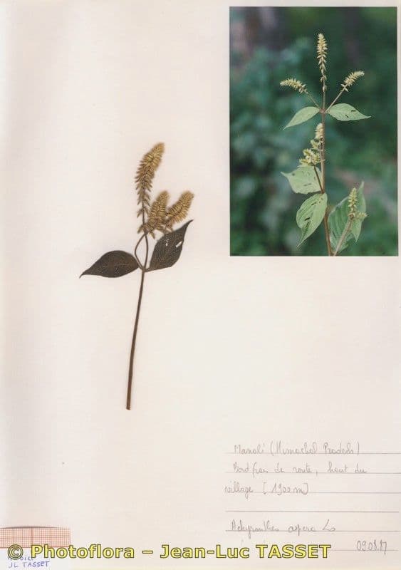 Achyranthes aspera 28
