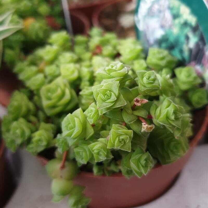 Crassula 4