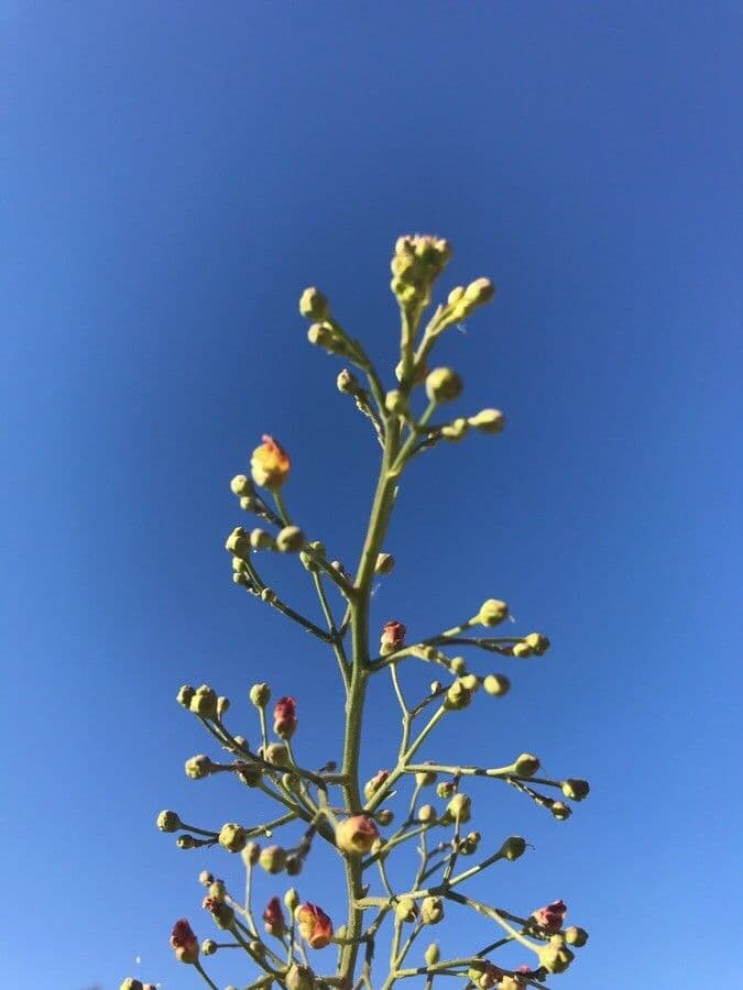 Scrofularia californica 10