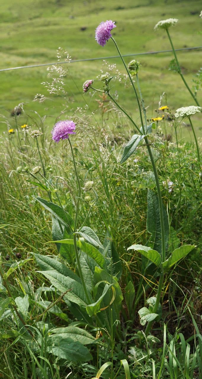 Knautia 11