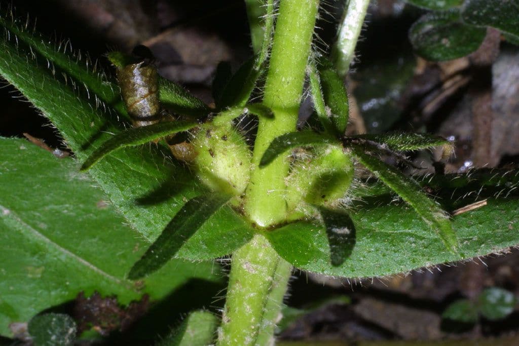 Triosteum 3