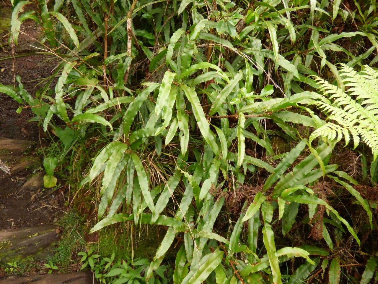 Oleandra distenta 4