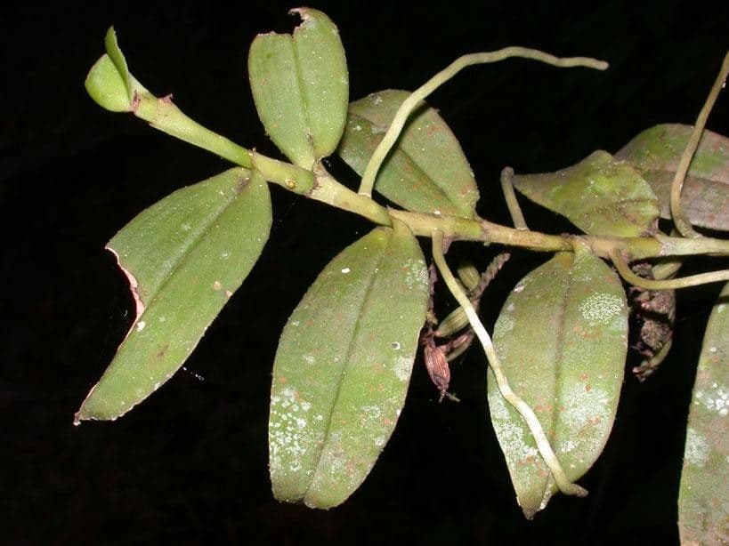 Orchidea 20