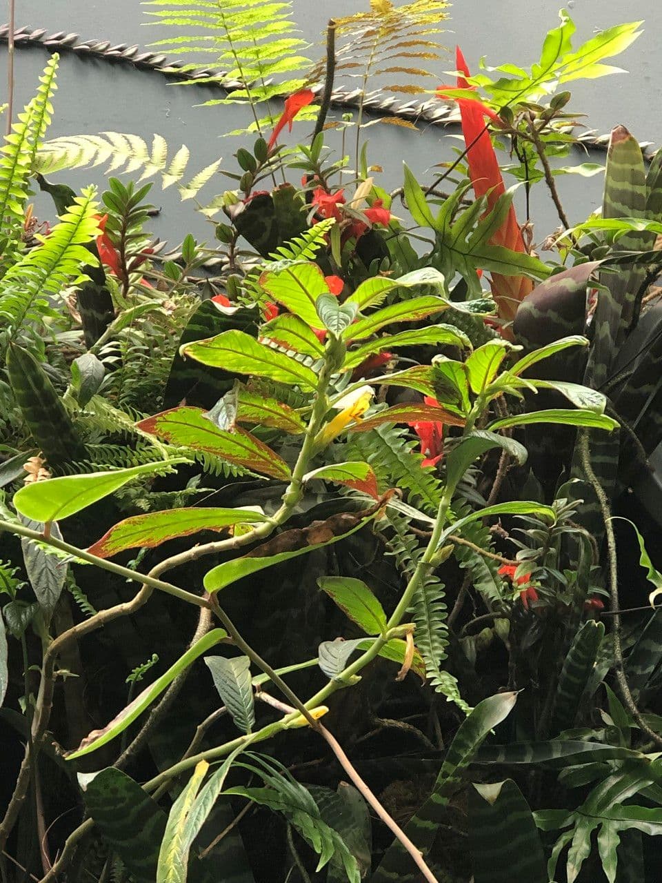 Columnea 6