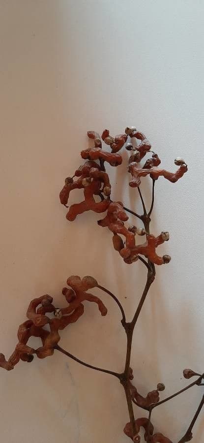 Hovenia dulce