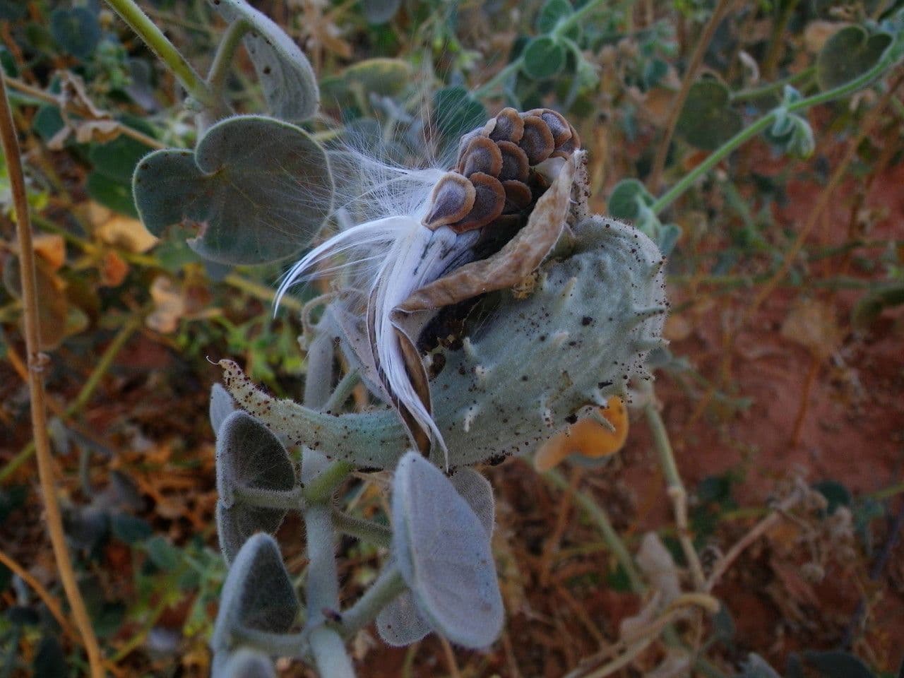 Pergularia tomentosa 5