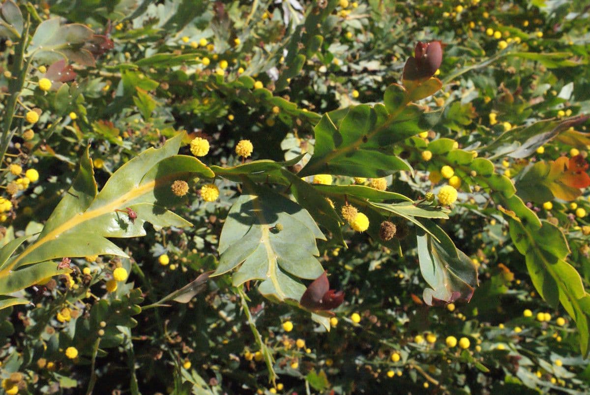 Acacia glaucoptera 11