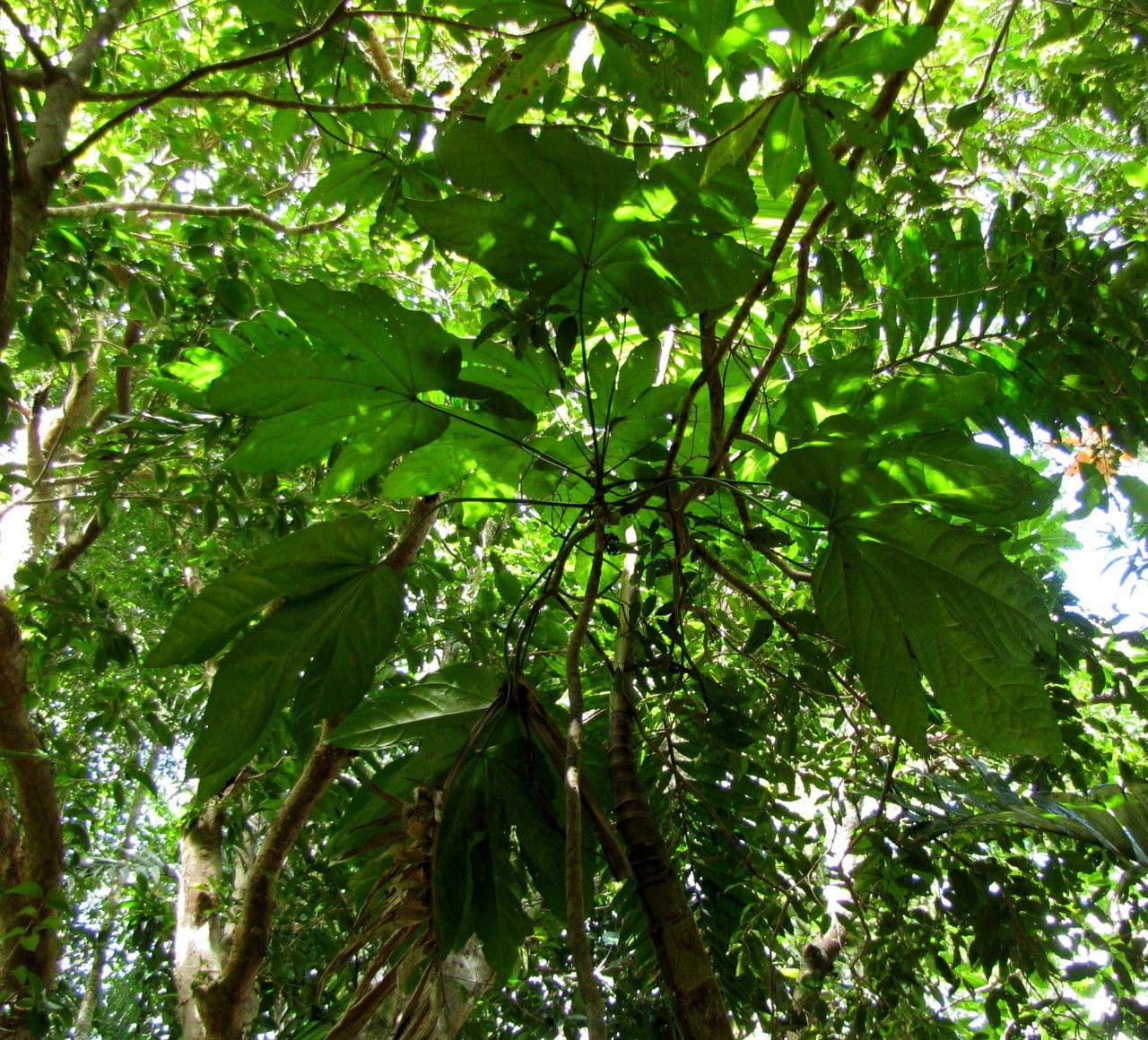 Acropogon 4