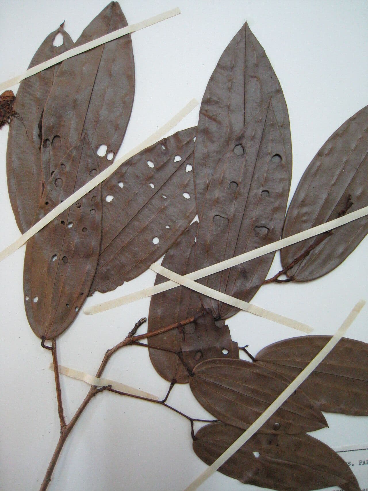 Bauhinia 2