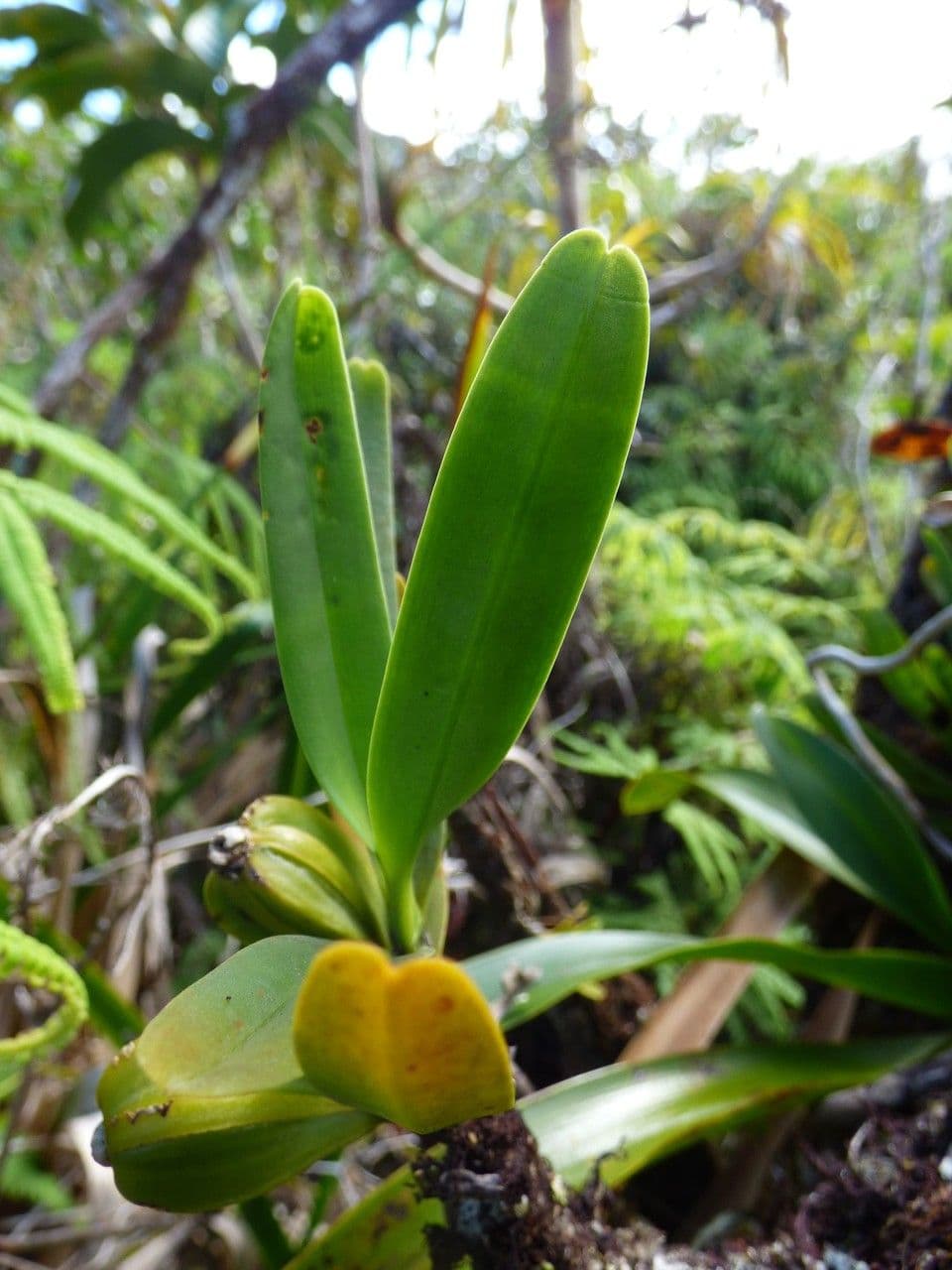 Angraecum 14