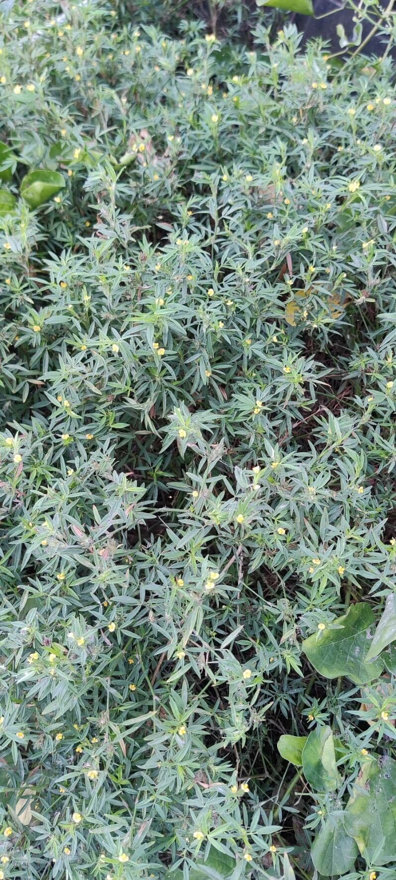 Stylosanthes 12
