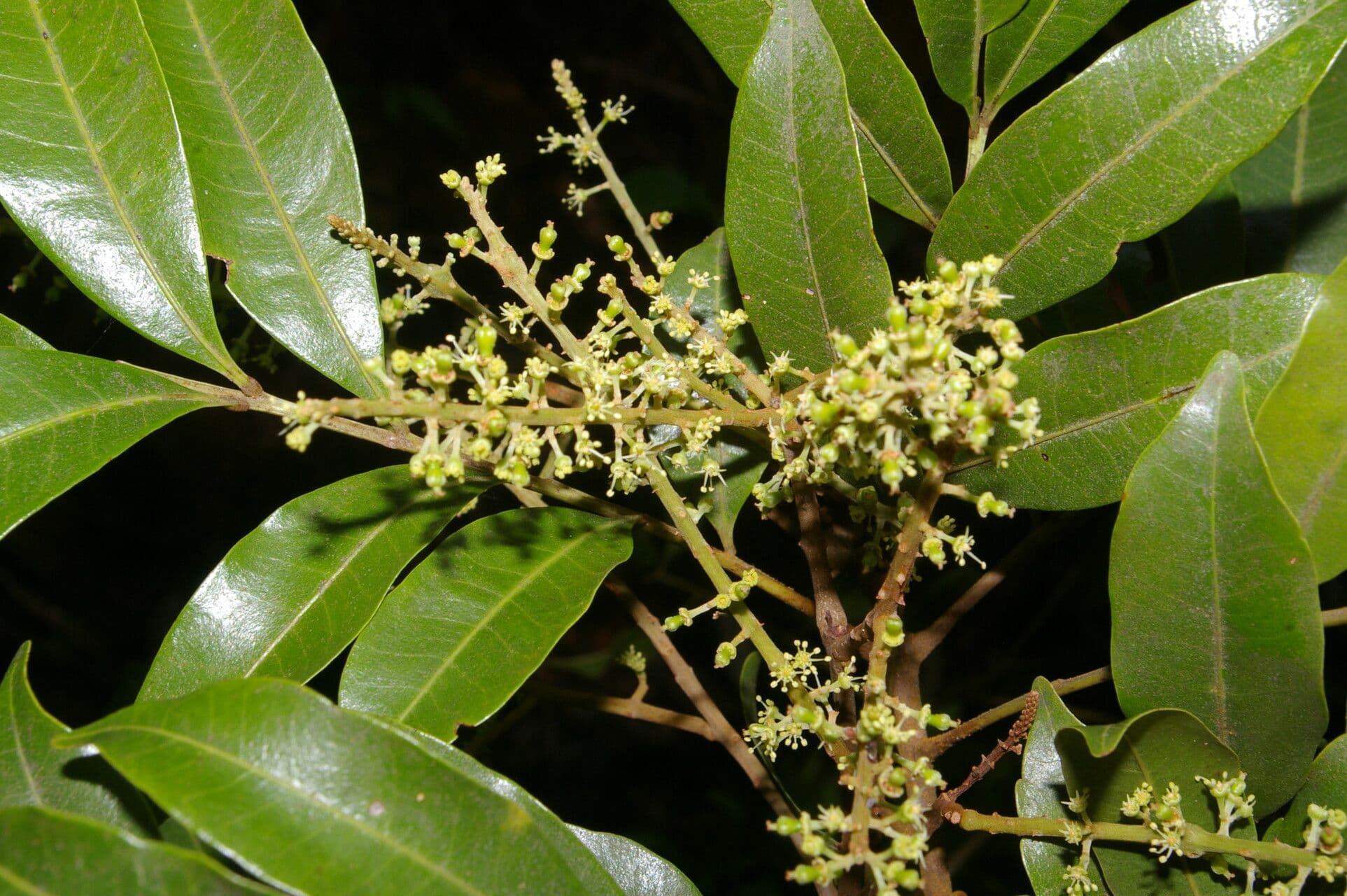 Matayba 6