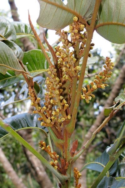 Podonephelium 4