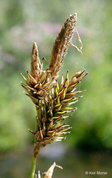 Waldmarbel 3