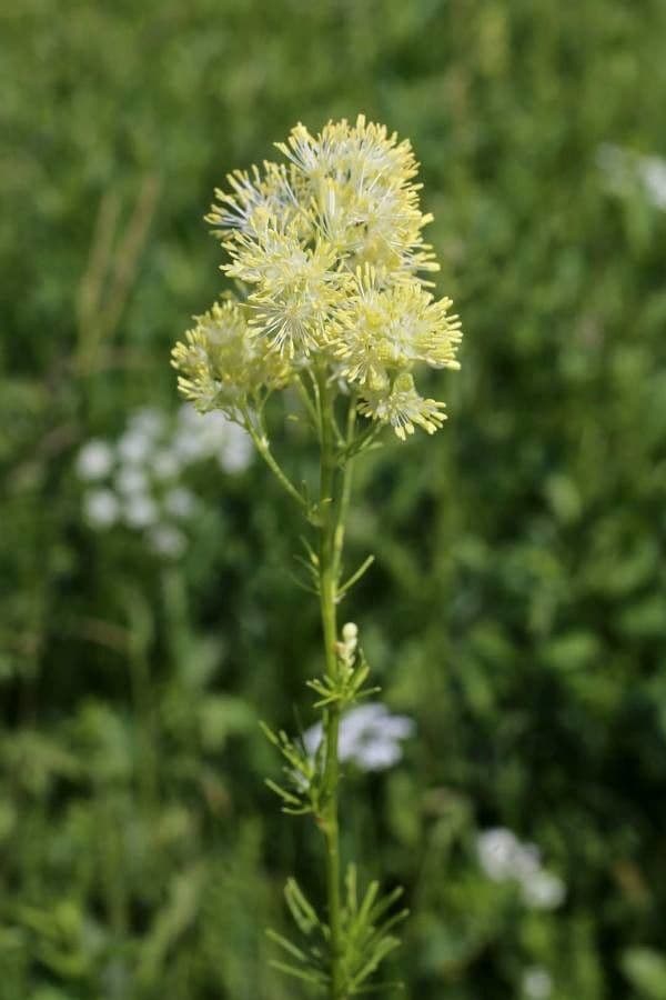 Thalictrum lucidum