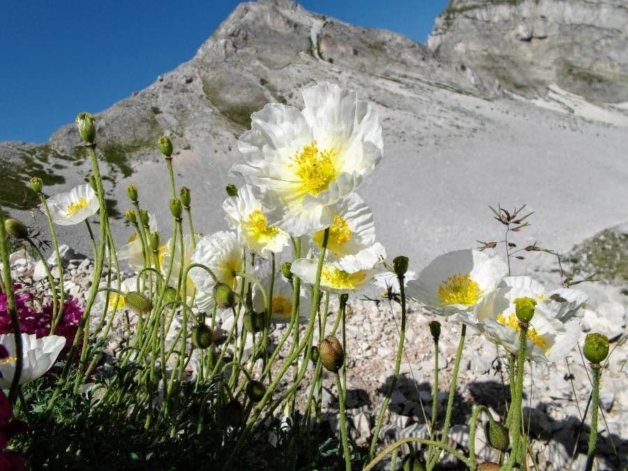 Alpen-Mohn 14
